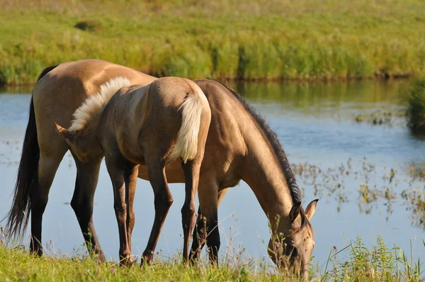 Akhal-teke mare and foal near lake — Stock Photo, Image