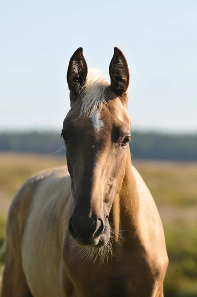 Portrait of young akhal-teke foal on the — Stock Photo, Image