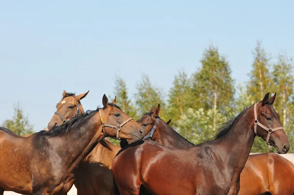 Akhal-teke hästar — Stockfoto