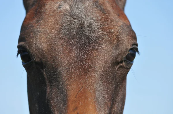 Olhos de cavalo close-up — Fotografia de Stock