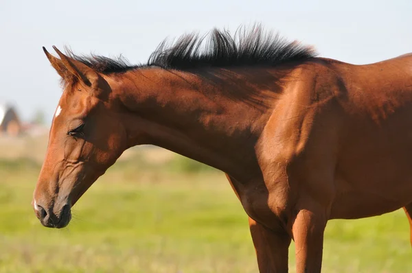 若い akhal 着く馬の肖像画 — ストック写真