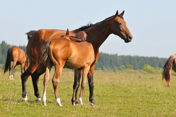Akhal-teke hästar — Stockfoto