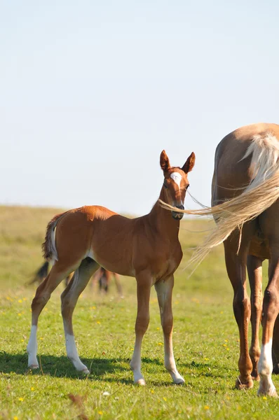 Cavalos Akhal-teke — Fotografia de Stock