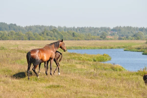 stock image Akhal-teke horses