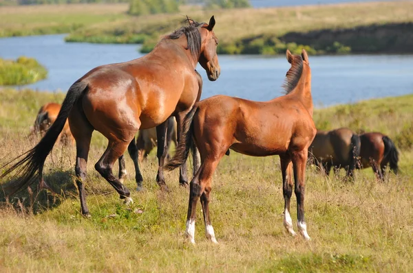 Akhal-teke horses — Stock Photo, Image