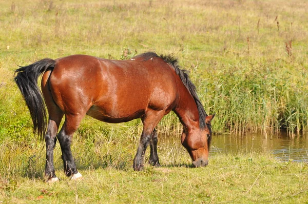 Draft horse grazing — Stock Photo, Image