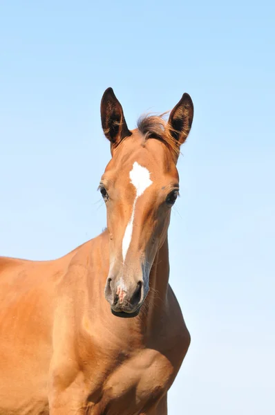 Akhal-teke foal portrait — Stock Photo, Image