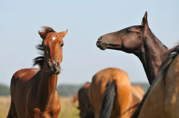 Akhal 테 foals 통신 — 스톡 사진
