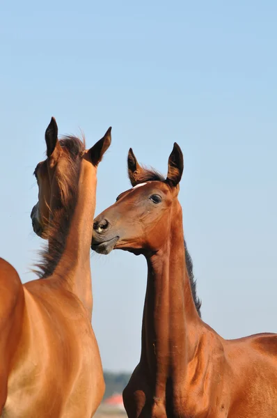 Akhal-teke foals communicating — Stock Photo, Image