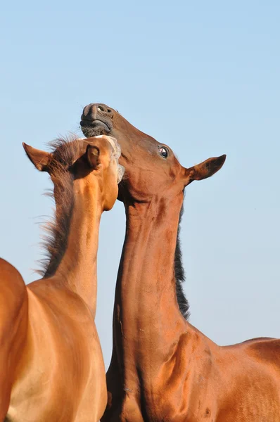 stock image Akhal-teke foals communicating