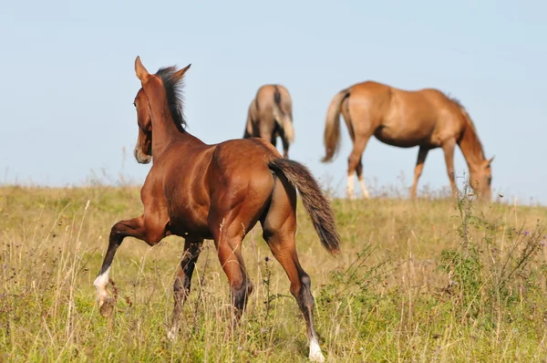 Foal gallop — Stock Photo, Image