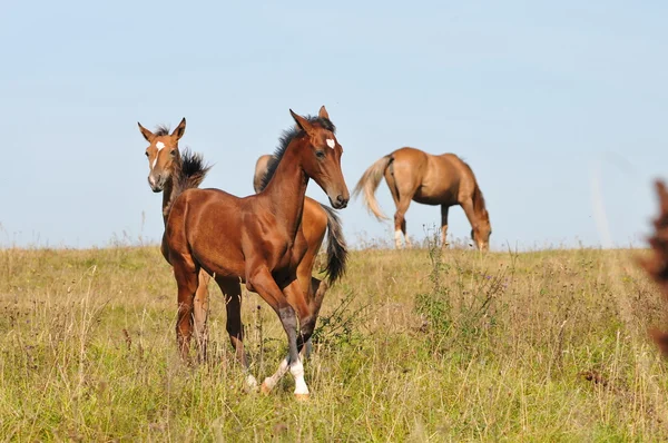 Akhal-teke foals communicating — Stock Photo, Image