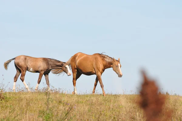 Häst och föl — Stockfoto