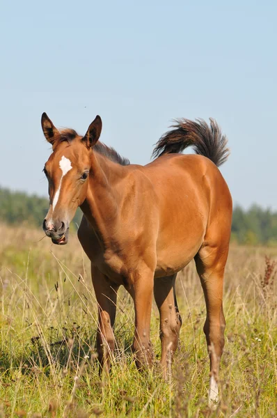 Foal — Stock Photo, Image