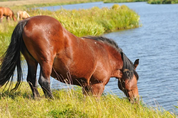 Draft horse grazing — Stock Photo, Image