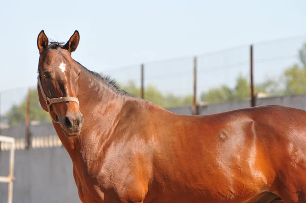 Good looking bay horse — Stock Photo, Image