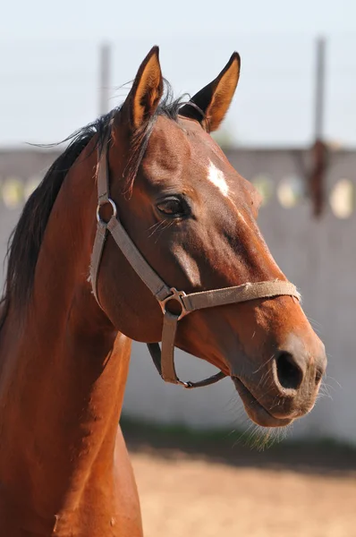 Good looking bay horse portrait — Stock Photo, Image