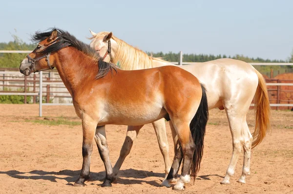 Два коні — стокове фото