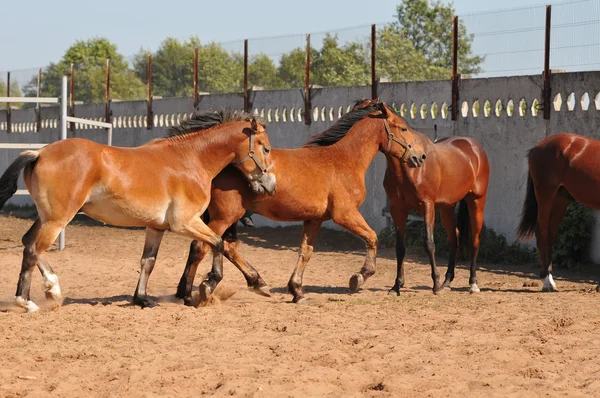 Koně, stěhování — Stock fotografie