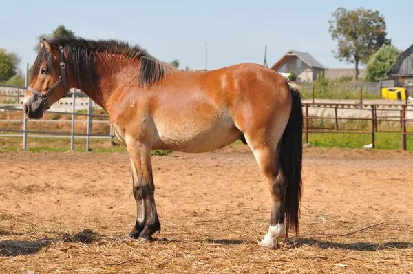 Bay stallion — Stock Photo, Image