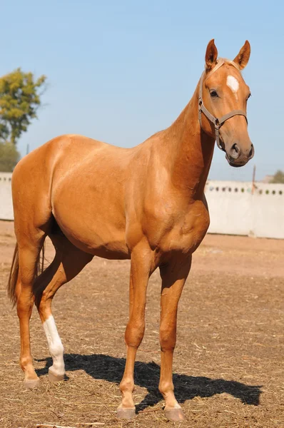Young palomino stallion on blue sky — Stock Photo, Image