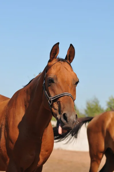 Jó kinézetű bay horse portré — Stock Fotó