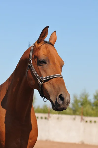 Jó kinézetű bay horse portré — Stock Fotó