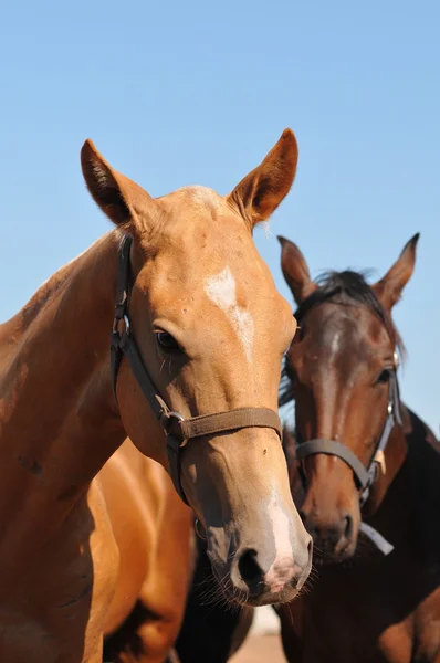 Портрет двух лошадей — стоковое фото