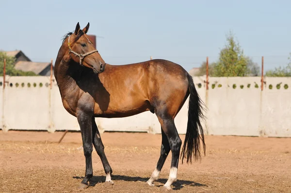 Beautiful bay Akhal-Teke stallion — Stock Photo, Image