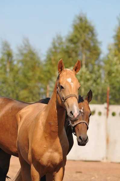 Portrét dvou koní — Stock fotografie