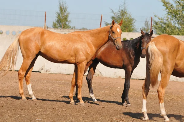 Tři koně akhal-teke — Stock fotografie