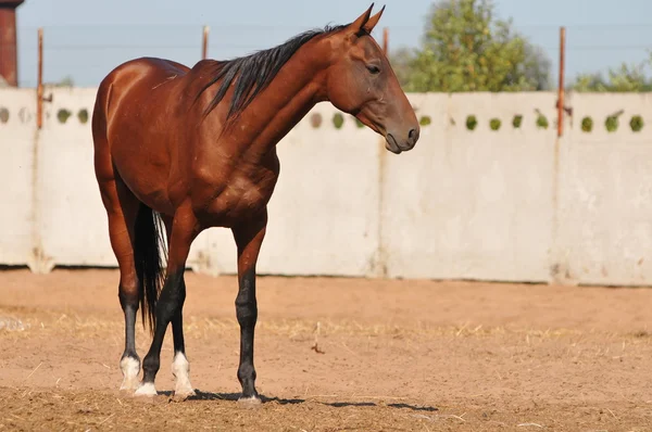 Beautiful bay Akhal-Teke stallion — Stock Photo, Image