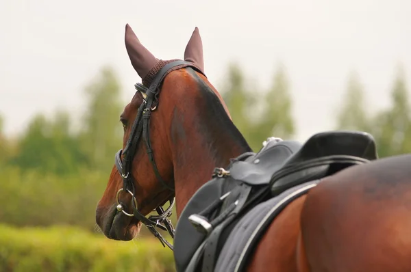 stock image Akhal-teke stallion