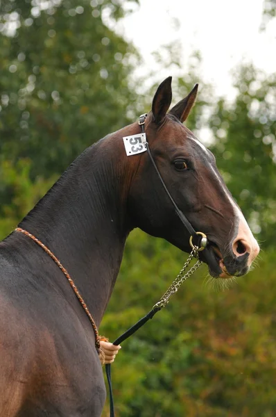 Akhal-teke stallion — Stock Photo, Image