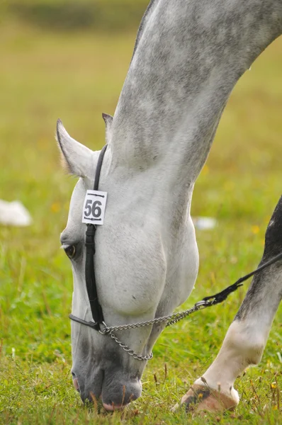 Retrato cinzento do cavalo de akhal-teke — Fotografia de Stock