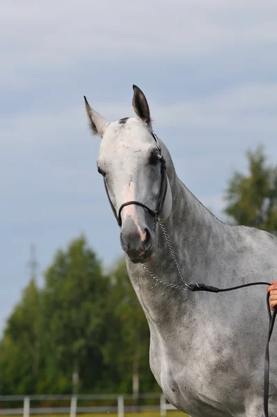 Retrato de caballo de akhal-teke gris —  Fotos de Stock
