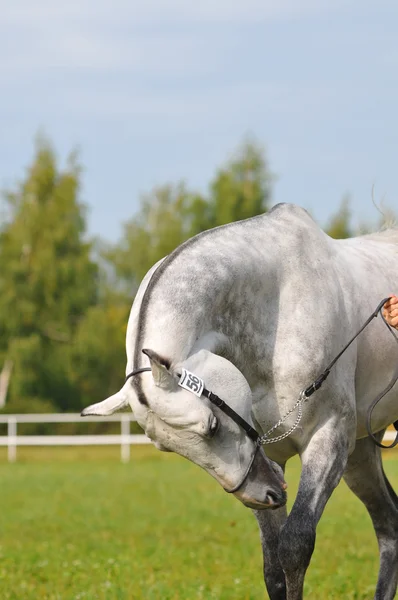 Grå akhal-teke häst porträtt — Stockfoto