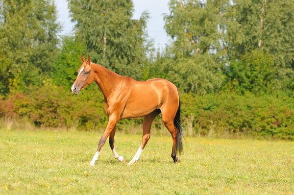 Akhal-teke horse running gallop
