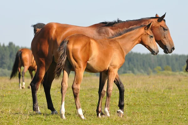 Akhal-teke коней Стокове Фото
