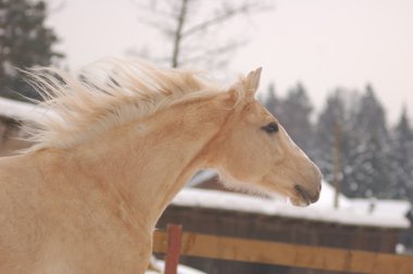 palomino atı