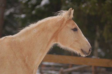 palomino atı