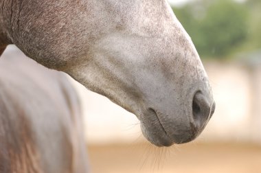 Horse nose clipart