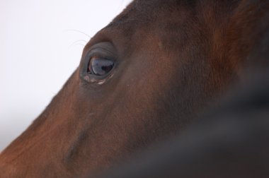 Profile of horse's face close up clipart