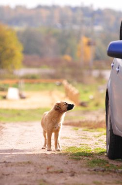 oynak köpek yavrusu