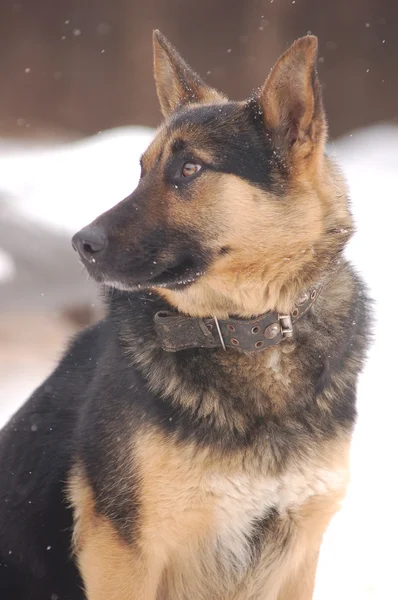 Portrait de chien de berger allemand — Photo