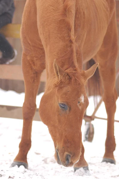 Retrato de cavalo castanho — Fotografia de Stock