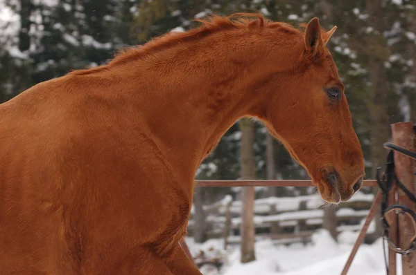 Portrét kaštanového koně — Stock fotografie