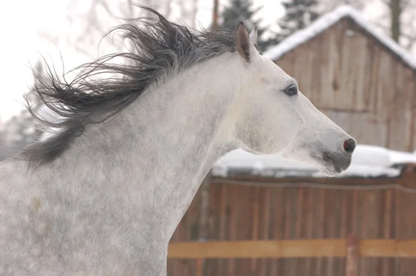 Портрет арабской лошади — стоковое фото