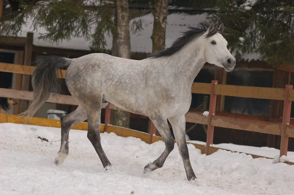 Кінь біжить снігом — стокове фото