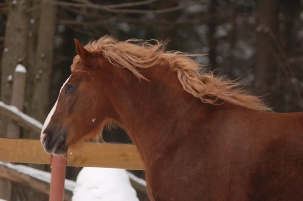 Большая коричневая лошадь зимой — стоковое фото